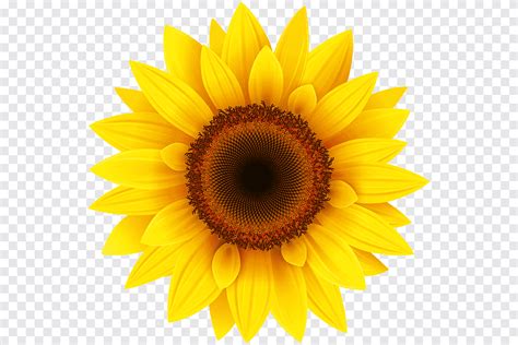 Girasol común, girasoles, diverso, girasol png | PNGEgg