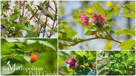 Wildlife Plants:: Salmonberry – Kelly Brenner