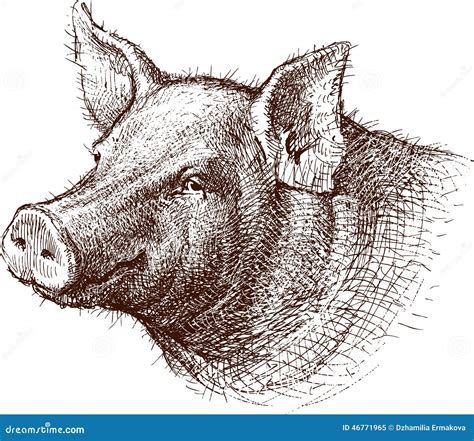 Pig stock image. Image of mammal, face, hand, isolated - 46771965