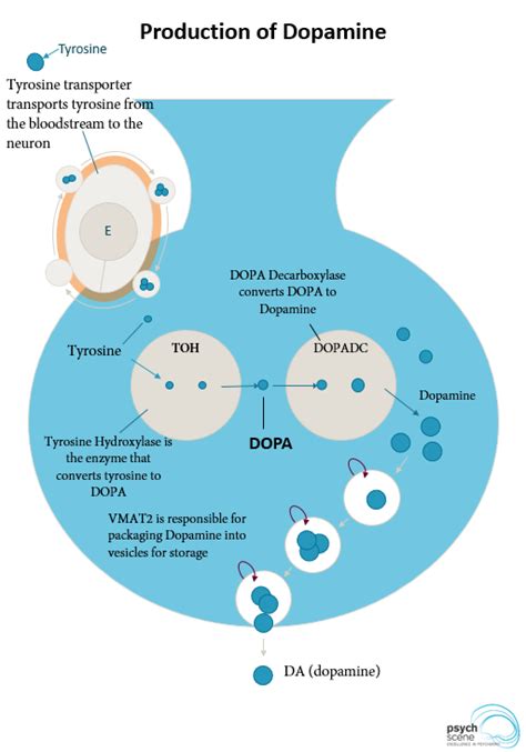 Dopamine Synthesis Mechanism