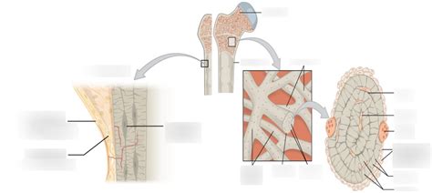 Periosteum and Endosteum Diagram | Quizlet