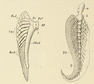 This image is taken from Comparative anatomy of vertebrate… | Flickr