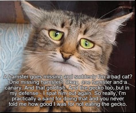 A hamster goes missing and suddenly I'm a bad cat? | Bad cats, Cats, Funny animals with captions