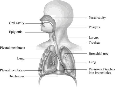 In the diagram below, label the parts of the respiratory system and the ...