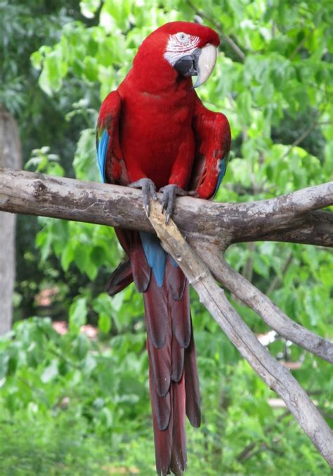 Macaw Free Stock Photo - Public Domain Pictures