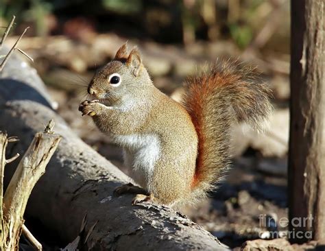 Pine Squirrel 208 Photograph by Steve Gass - Fine Art America