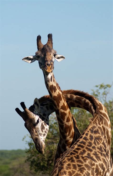 giraffe hug? | Giraffe, Giraffe neck, Giraffe photos