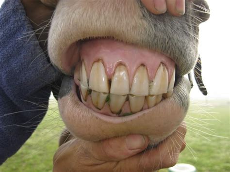 Ageing Horses from their Teeth - Photo Gallery | Teeth, Teeth care, Horses