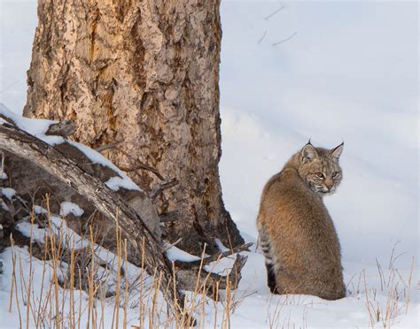 United States | Yellowstone Bobcat