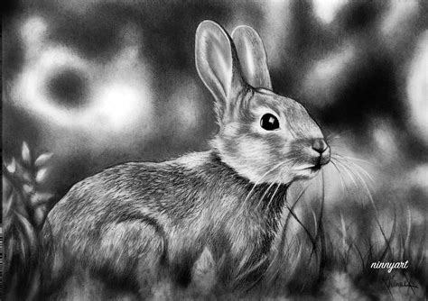 Rabbit drawing | Rabbit drawing, Realistic drawings, Realistic art