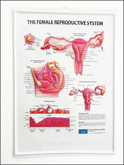 Female Reproductive System Anterior View