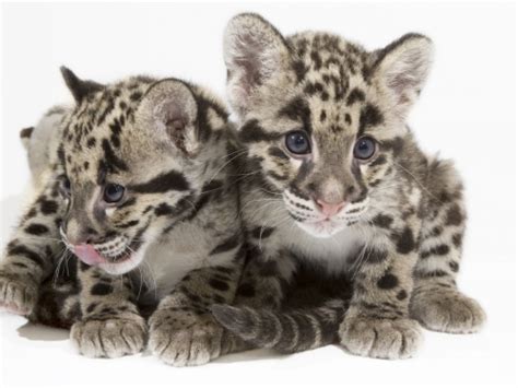 Clouded Leopard Cubs | Smithsonian Institution