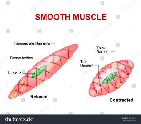 10,055 Smooth Muscles Images, Stock Photos & Vectors | Shutterstock