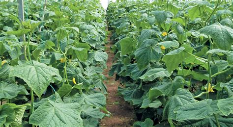 The award-winning cucumber farmer who’s focused on the future