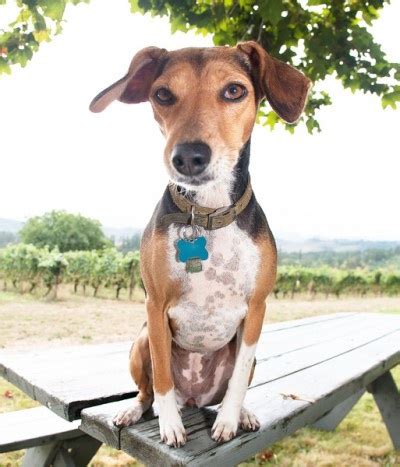 Gracie, a rat terrier/beagle mix, at Van Duzer Vineyards - Oregon ...