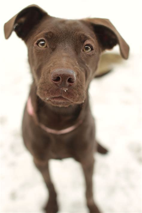 Kelaeno - Chocolate Labrador Retriever mix