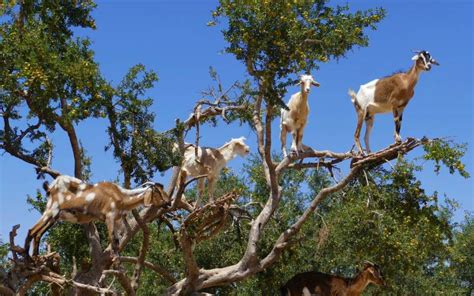 Reasons Why Goats Climb Trees - Some Are Surprising! - All About Pets