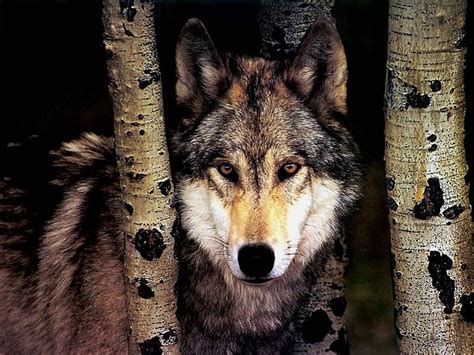 Eyes Of The Wolf, wolf eyes, howling wolves, hunting wolf, wolf howling, howling blue night, HD ...