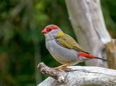 Red-browed Finch (Neochmia temporalis)