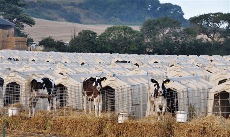 Dairy Farming: What Is It? And How Does a Dairy Farm Work? - GenV