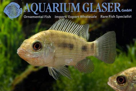 Oreochromis niloticus - Aquarium Glaser GmbH