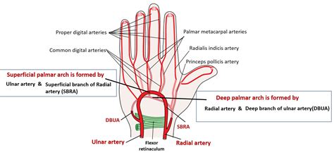 Palmar Arches – Superficial and Deep – Anatomy QA