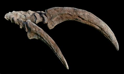 Therizinosaurus Fossilized Claws and Hand 4 foot Life Sized Replica — The Prehistoric Store