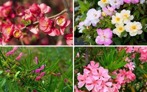 10 Flowering Shrubs for Full Sun - Garden Lovers Club