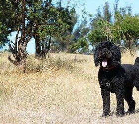 How Many Nipples Does A Portuguese Water Dog Have