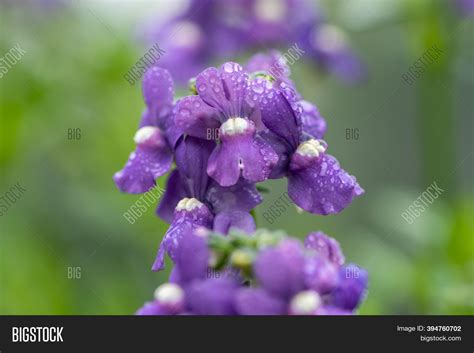 Purple Nemesia Flowers Image & Photo (Free Trial) | Bigstock