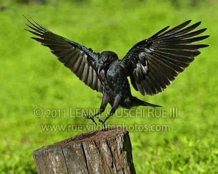 American-crow-landing-on-tree-stump. | American crow, Crows landing, Crow