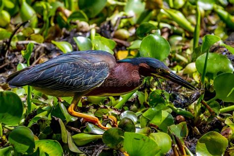 A Small Heron, or Wading Bird, Called a Green Heron Stock Image - Image of park, legs: 33610009