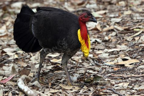 Bush Turkey (male) 1 | Fast and Fine Photos | Flickr