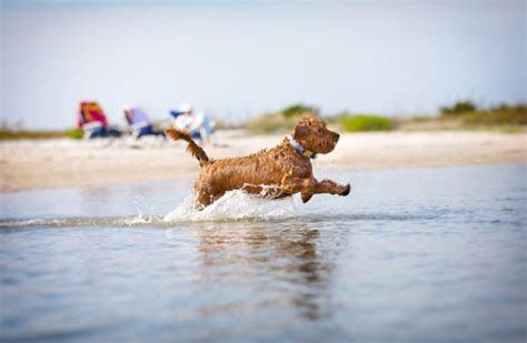 10 Best Dog Friendly Beaches In Michigan | GoPetFriendly