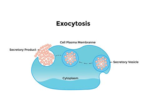 Exocytosis vesicle transport that carries very large molecules across ...