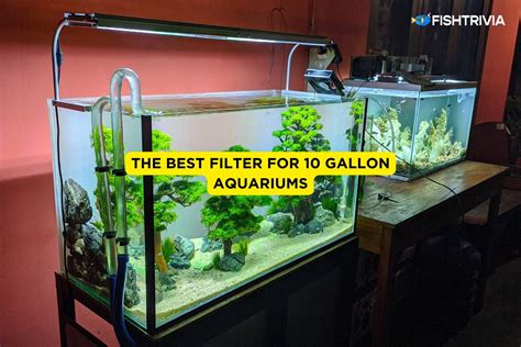 Best Filters For 10 Gallon Tanks (Tested 2024) | FishTrivia