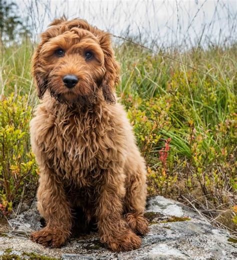 Schnoodle vs Cockapoo - Breed Comparison | MyDogBreeds