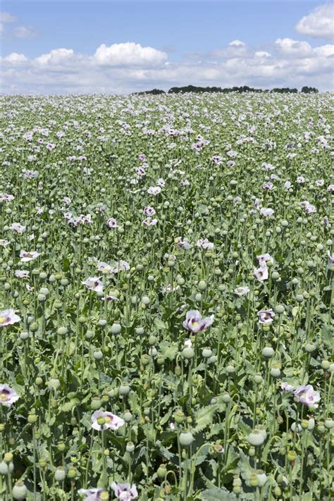 Field of the white Poppy stock image. Image of poppyheads - 56041959