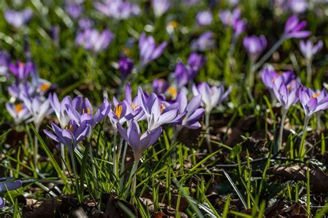 Crocus Flower Meaning and Exciting Symbolism | Florgeous