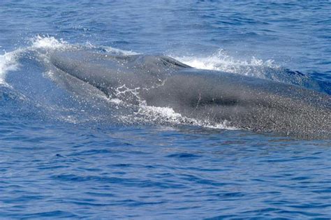 New endangered whale species identified in Gulf of Mexico