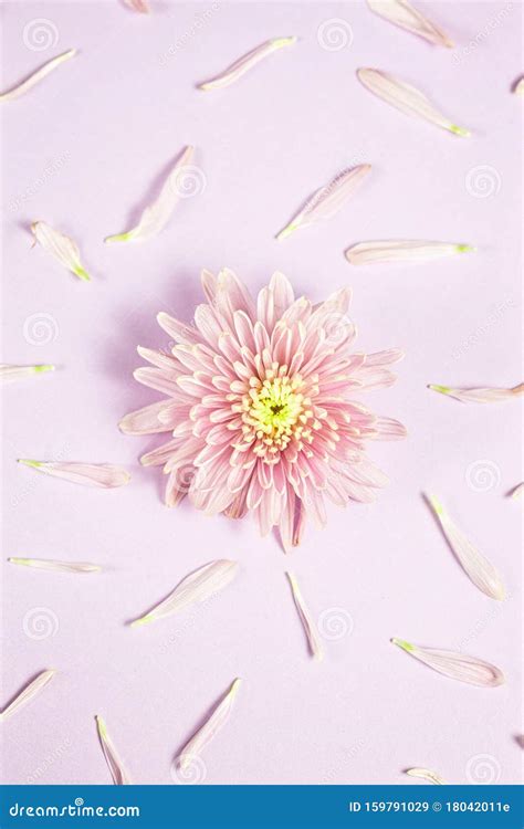 Pink Chrysanthemums Arrangement on Pink Background. Flat Lay, Top View ...