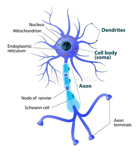 Label The Parts Of A Motor Neuron