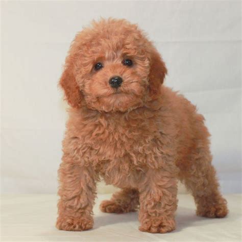 Miniature Apricot Poodle. AKC poodle. Scarlet's Fancy Poodles. | Poodle puppy, Poodle puppy ...