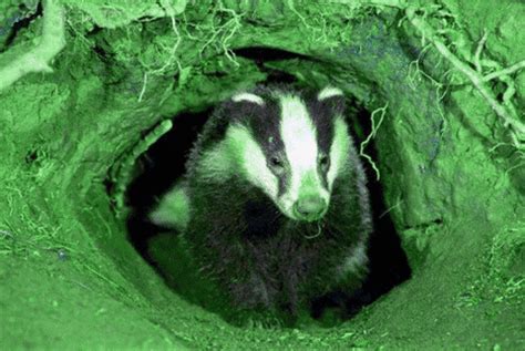 Badgerwhat GIFs - Find & Share on GIPHY