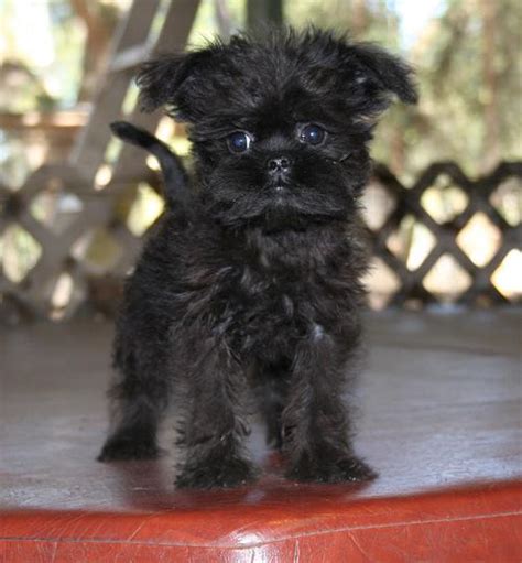 Affenpinscher Puppies For Sale - Aberdeen - Dogs for sale, puppies for ...