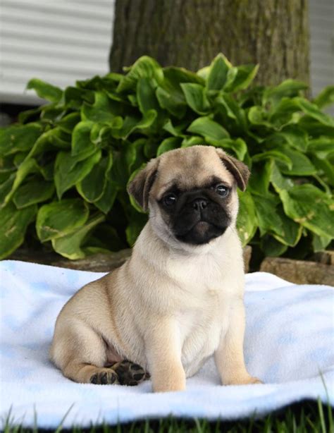 Pug Studs | Lancaster Puppies