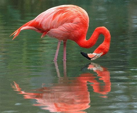 Flamingo standing in shallow water Foto Flamingo, Flamingo Art, Pink Flamingos, Beautiful Birds ...