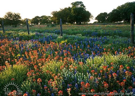 Fence-line : Wildflower Landscapes : Texas Wildflowers, Bluebonnets and ...