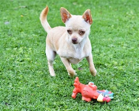 Methods to Train Chihuahua Dog - Strategies and Techniques for Easy ...