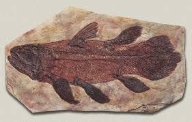 Fossils Of Coelacanth : A Giant Fish | IUCN Status – CrackitToday Affairs